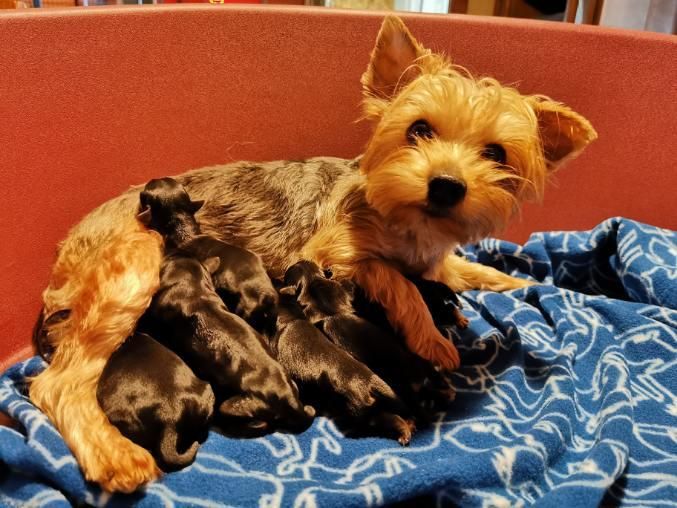 du mont de la chenaie - Yorkshire Terrier - Portée née le 13/11/2020