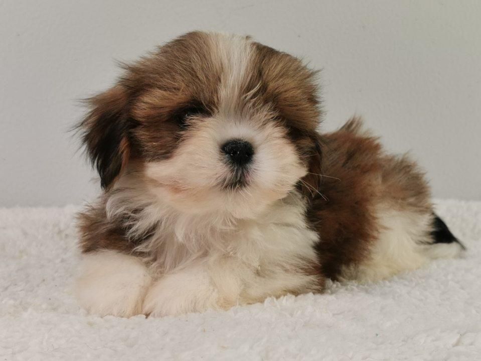 du mont de la chenaie - Lhassa Apso - Portée née le 23/06/2021
