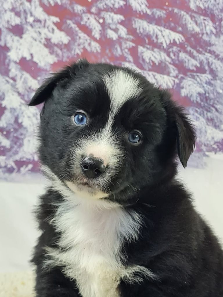 du mont de la chenaie - Chiots disponibles - Berger Américain Miniature 