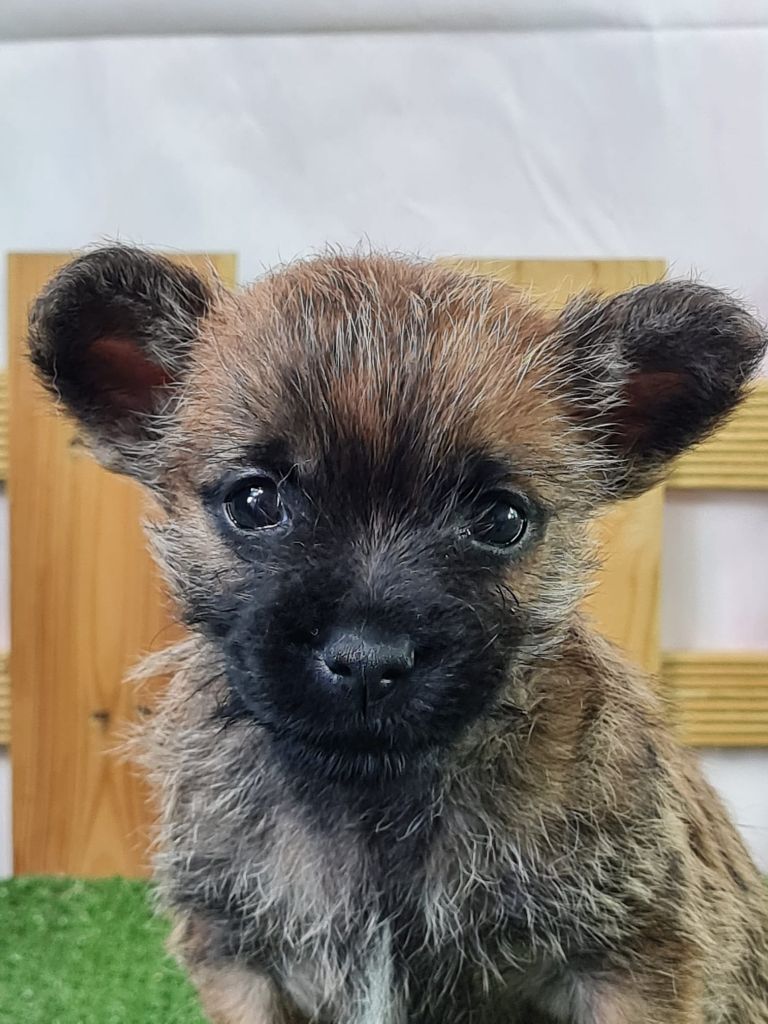 du mont de la chenaie - Chiots disponibles - Cairn Terrier