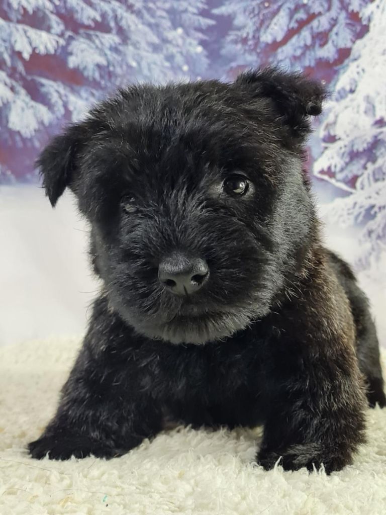 du mont de la chenaie - Scottish Terrier - Portée née le 02/04/2023