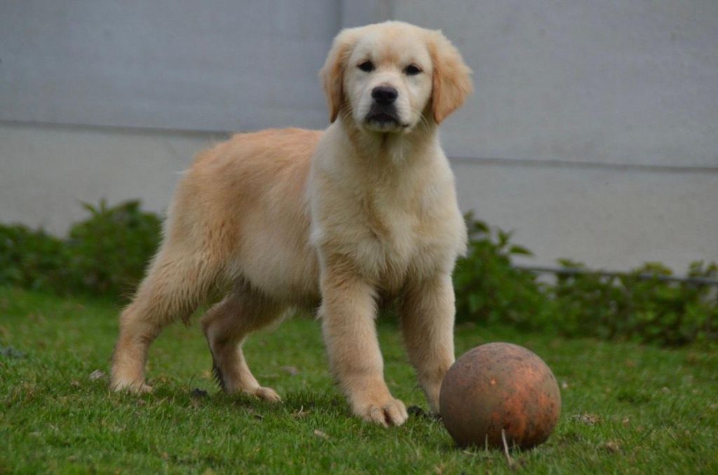 du mont de la chenaie - Golden Retriever - Portée née le 03/12/2022