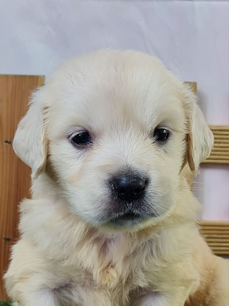 du mont de la chenaie - Chiots disponibles - Golden Retriever