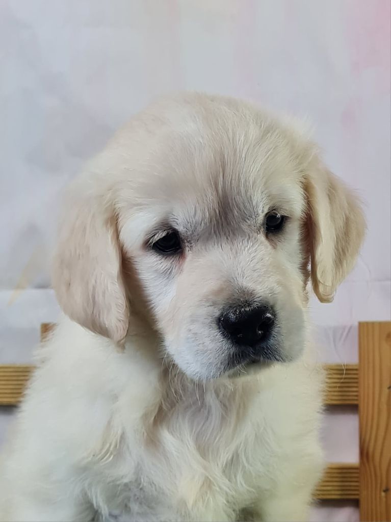 du mont de la chenaie - Chiots disponibles - Golden Retriever