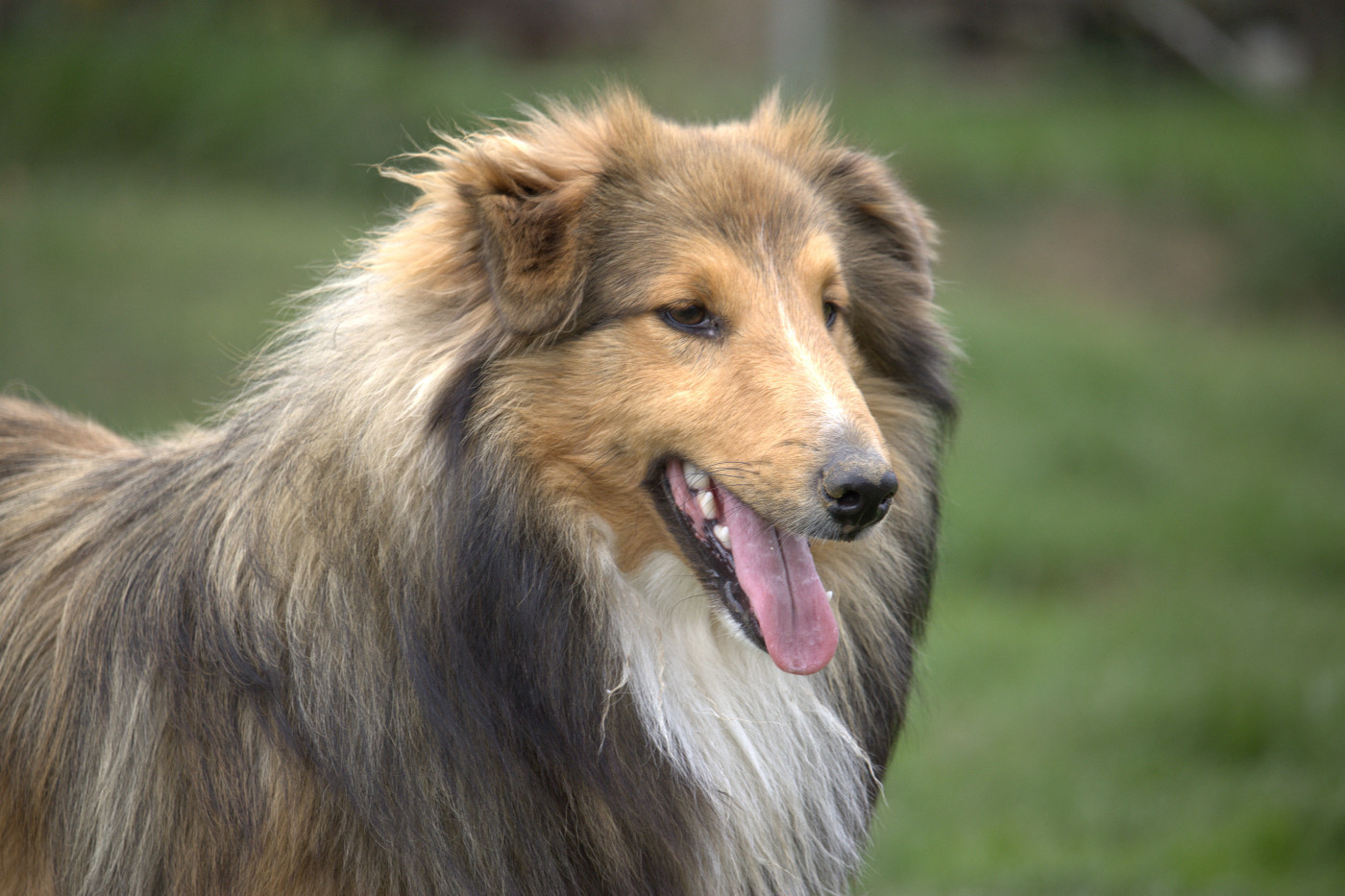 du mont de la chenaie - Chiots disponibles - Shetland Sheepdog
