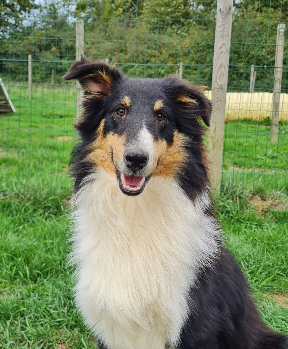 du mont de la chenaie - Chiots disponibles - Shetland Sheepdog