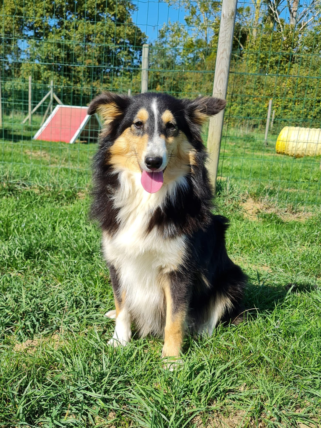 du mont de la chenaie - Chiots disponibles - Shetland Sheepdog