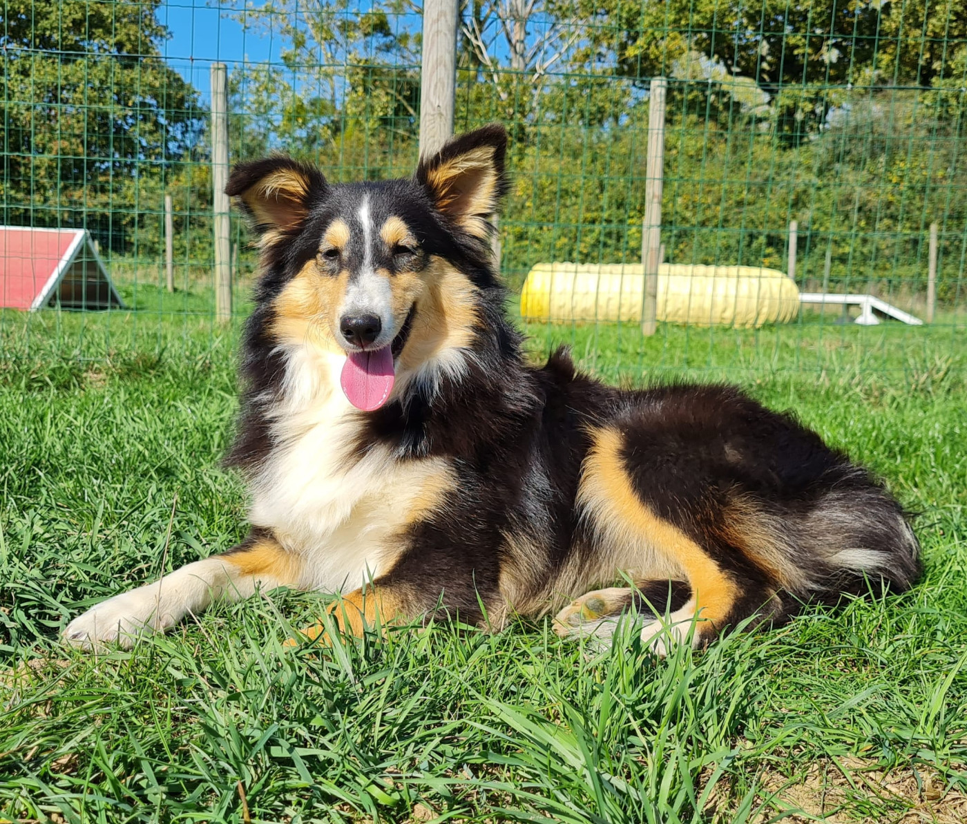 du mont de la chenaie - Chiots disponibles - Shetland Sheepdog
