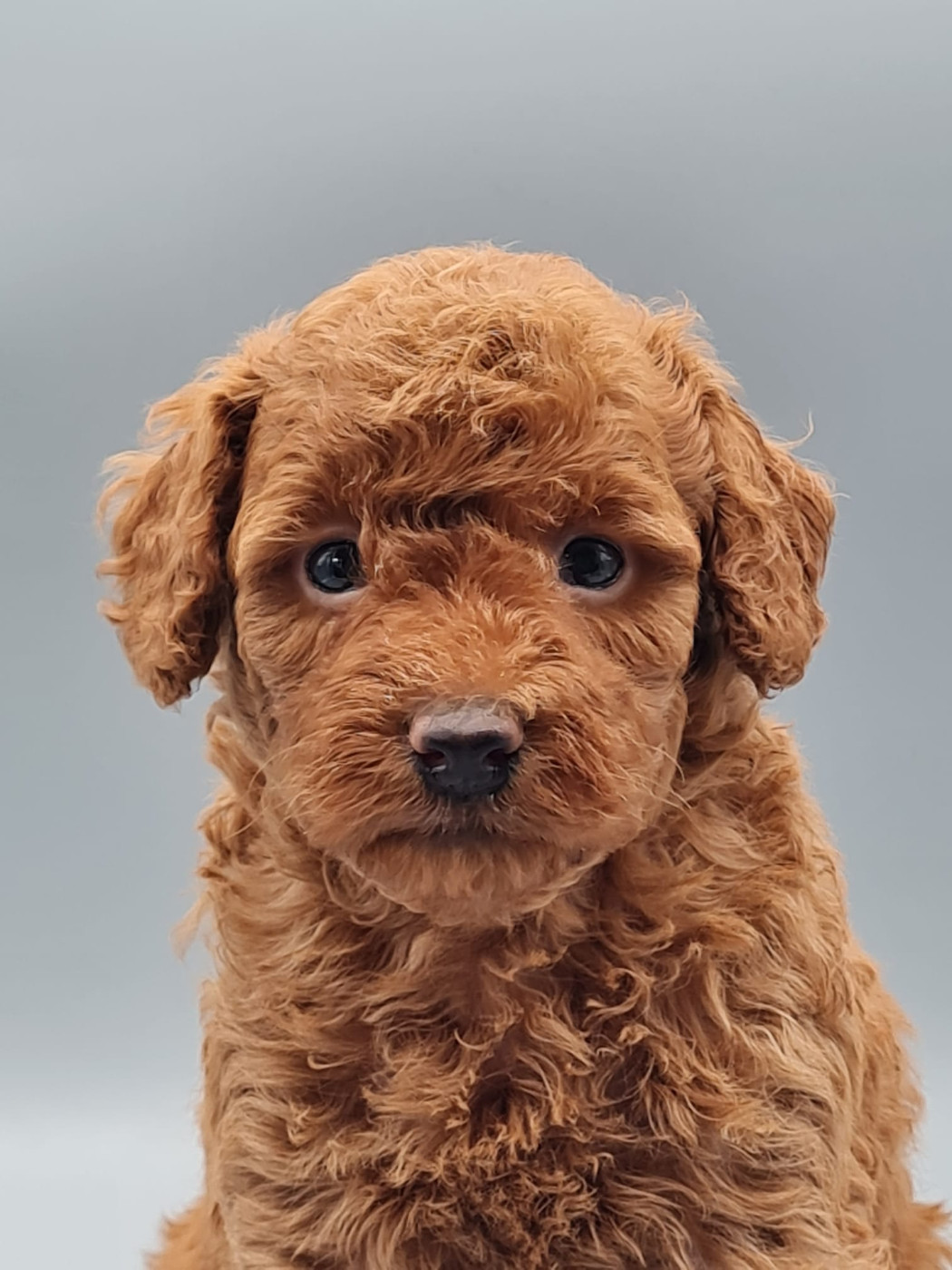 du mont de la chenaie - Chiots disponibles - Caniche