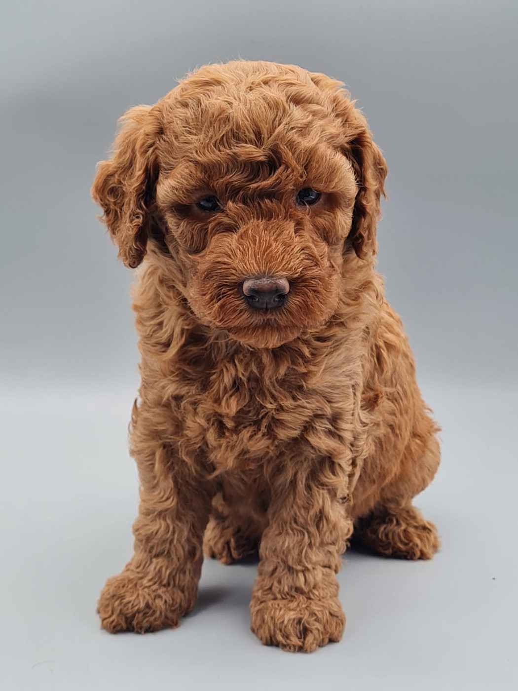 du mont de la chenaie - Chiots disponibles - Caniche