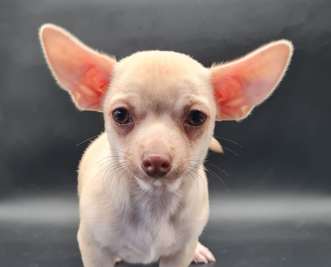 du mont de la chenaie - Chiots disponibles - Chihuahua