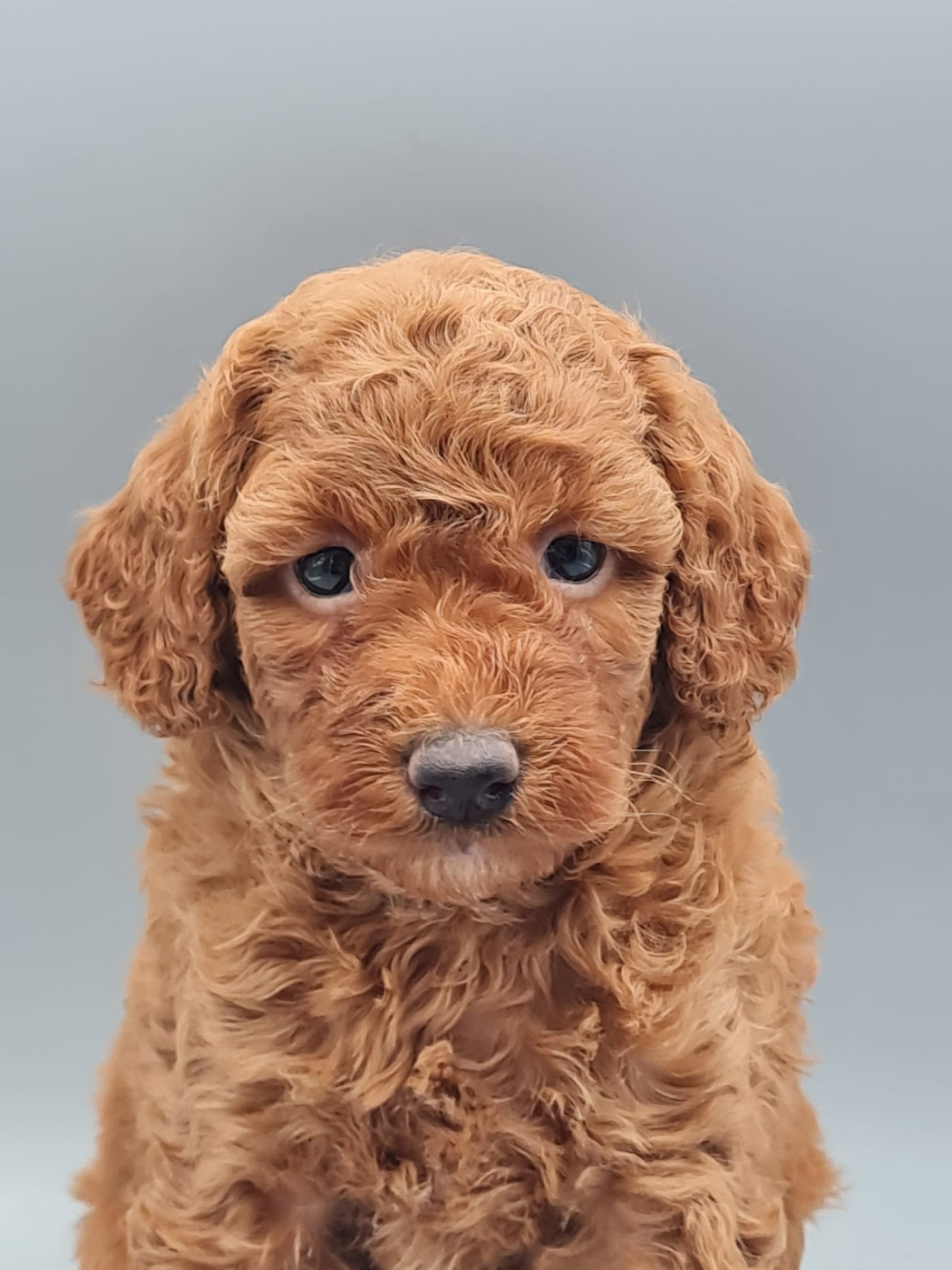 du mont de la chenaie - Chiots disponibles - Caniche