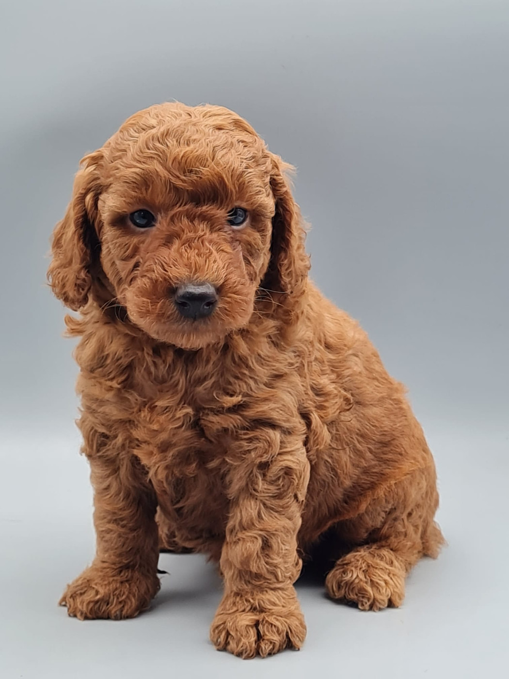 du mont de la chenaie - Chiots disponibles - Caniche