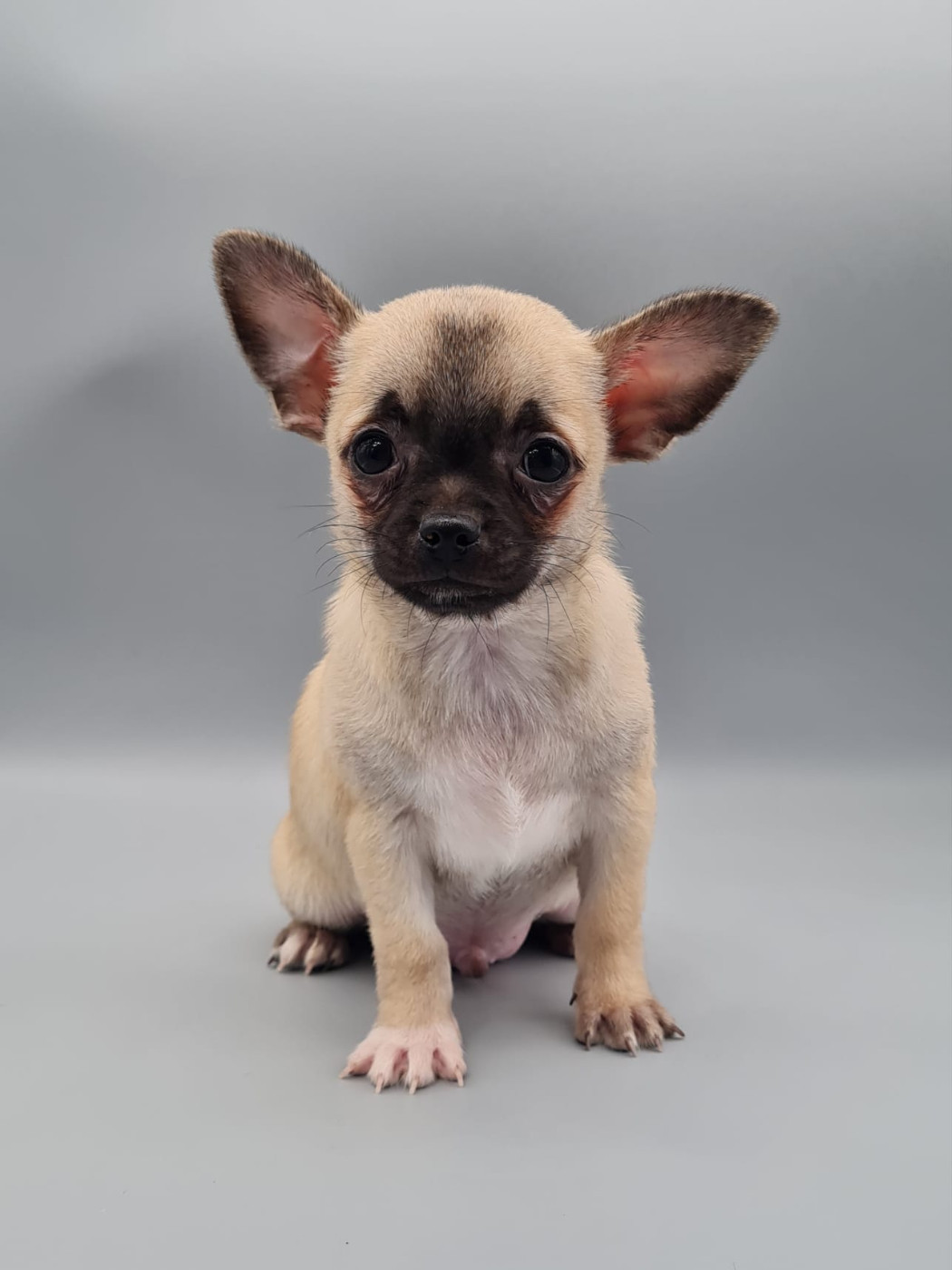 du mont de la chenaie - Chiots disponibles - Chihuahua