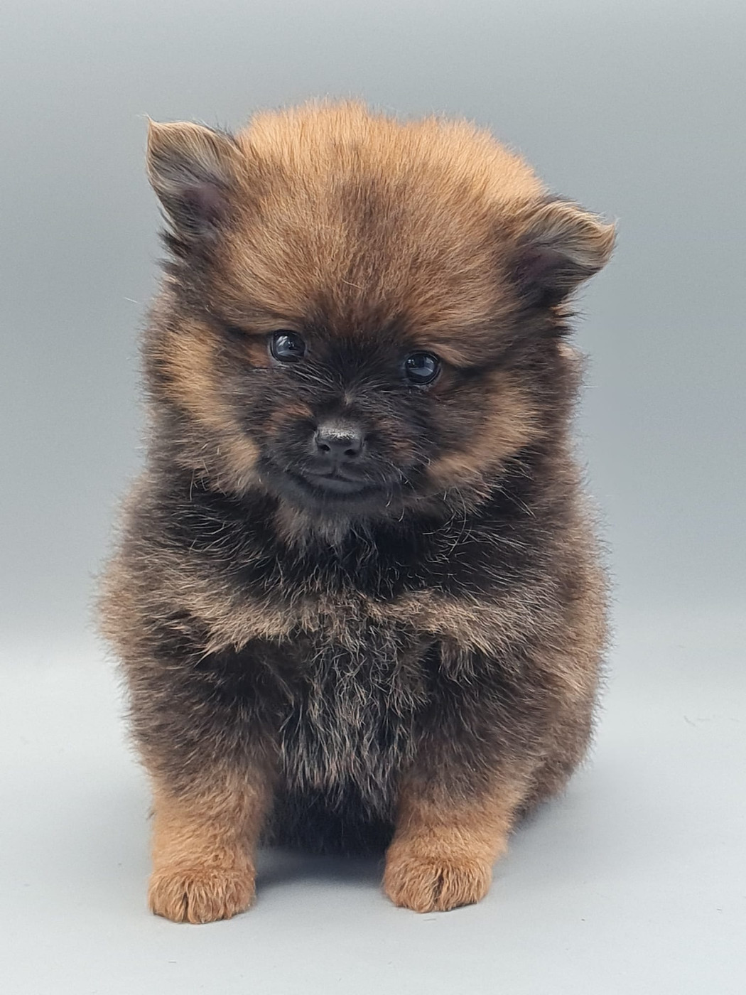 du mont de la chenaie - Spitz allemand - Portée née le 02/09/2025