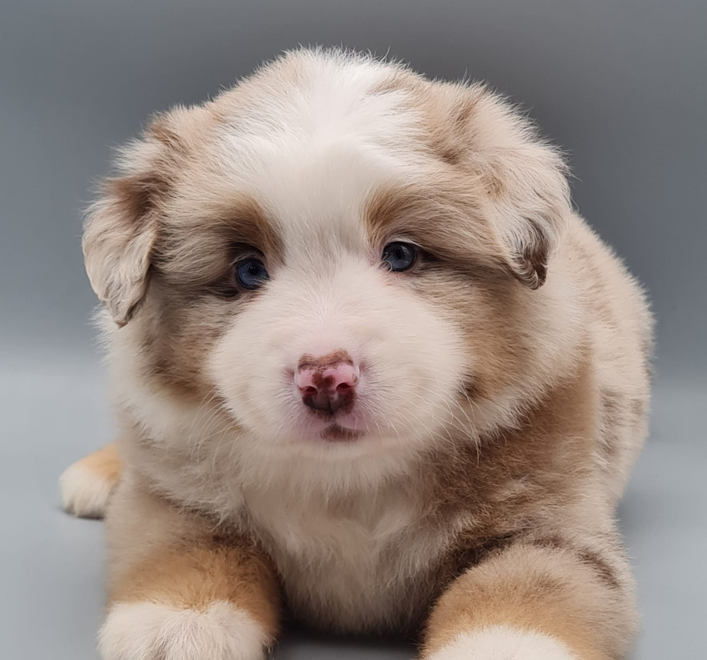 du mont de la chenaie - Chiots disponibles - Berger Américain Miniature 