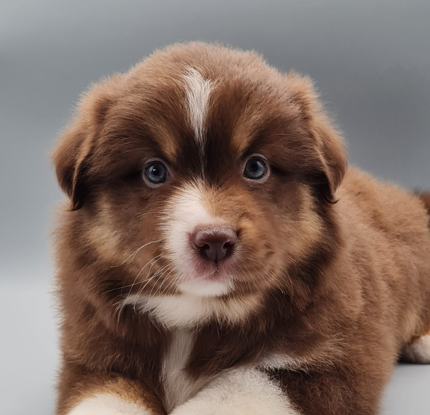 du mont de la chenaie - Chiots disponibles - Berger Américain Miniature 