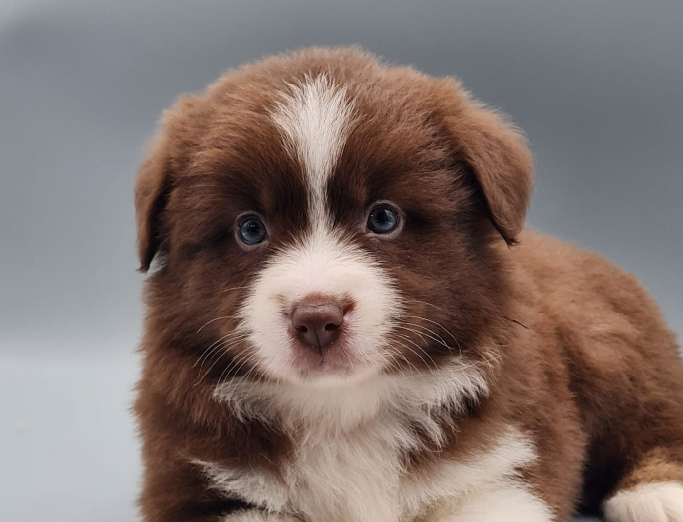 du mont de la chenaie - Berger Américain Miniature  - Portée née le 21/09/2025