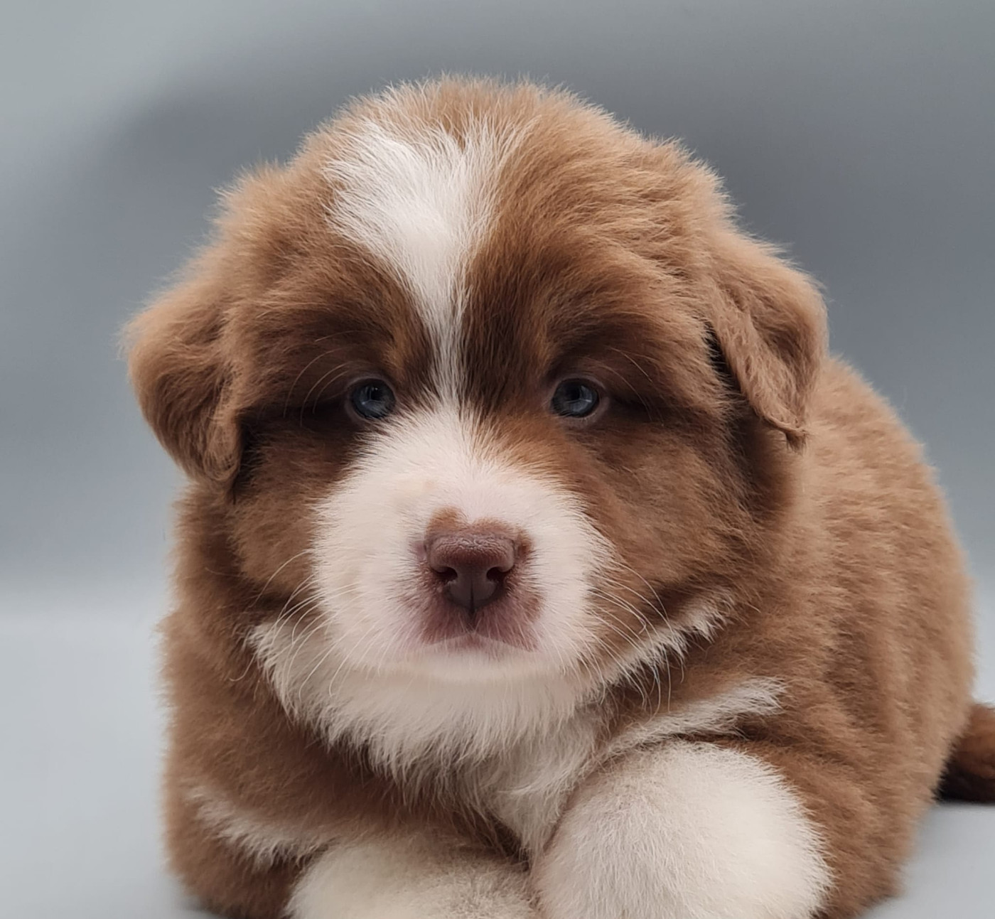 du mont de la chenaie - Chiots disponibles - Berger Américain Miniature 