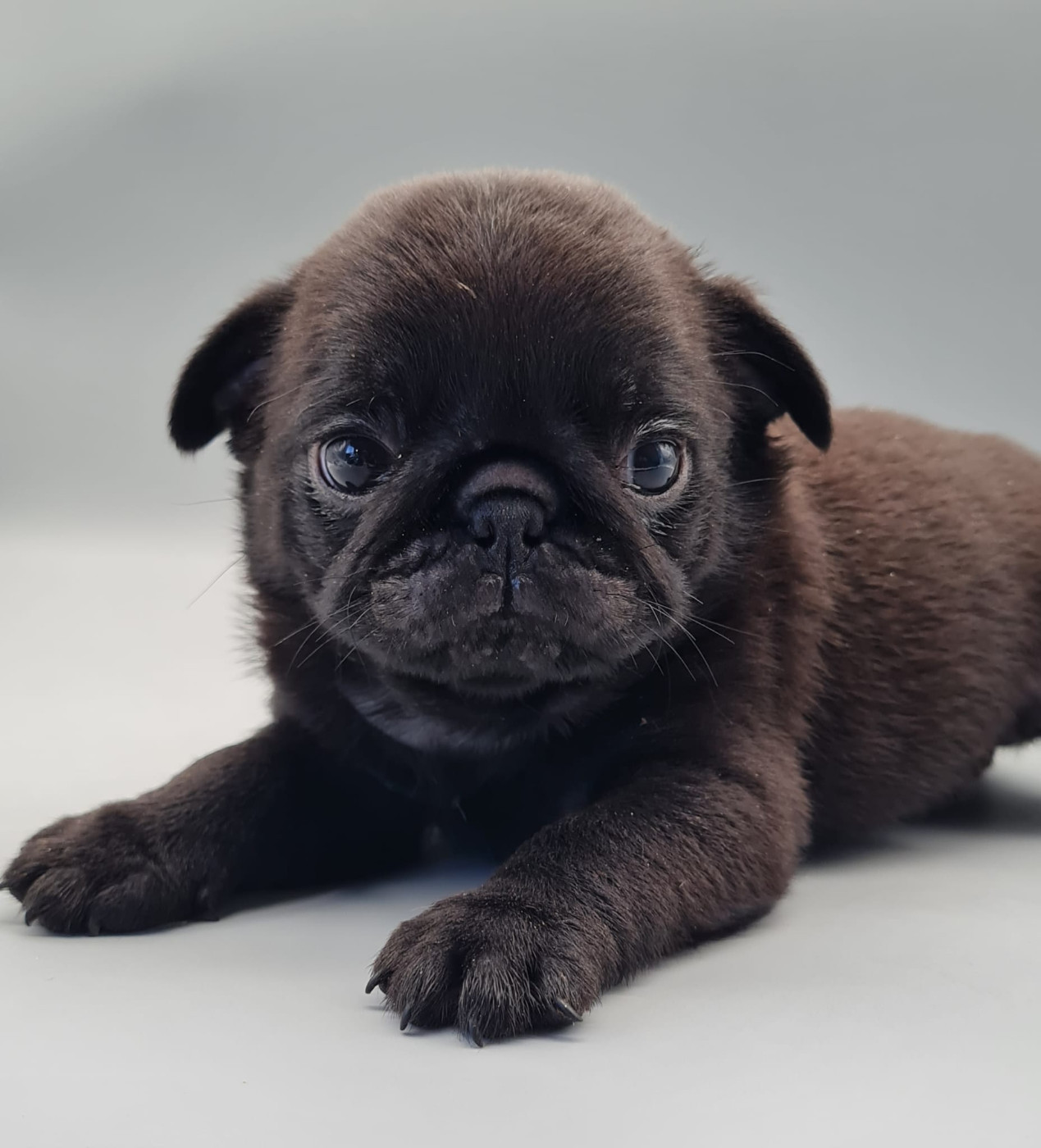 du mont de la chenaie - Carlin - Portée née le 02/09/2025