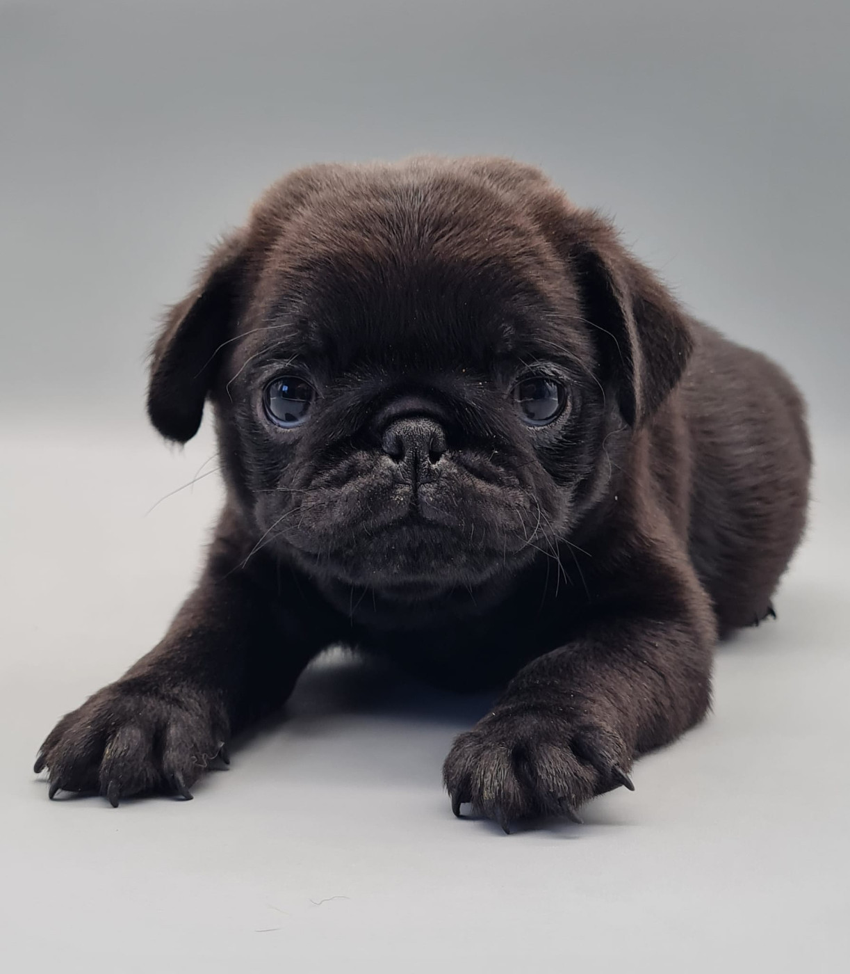 du mont de la chenaie - Chiots disponibles - Carlin