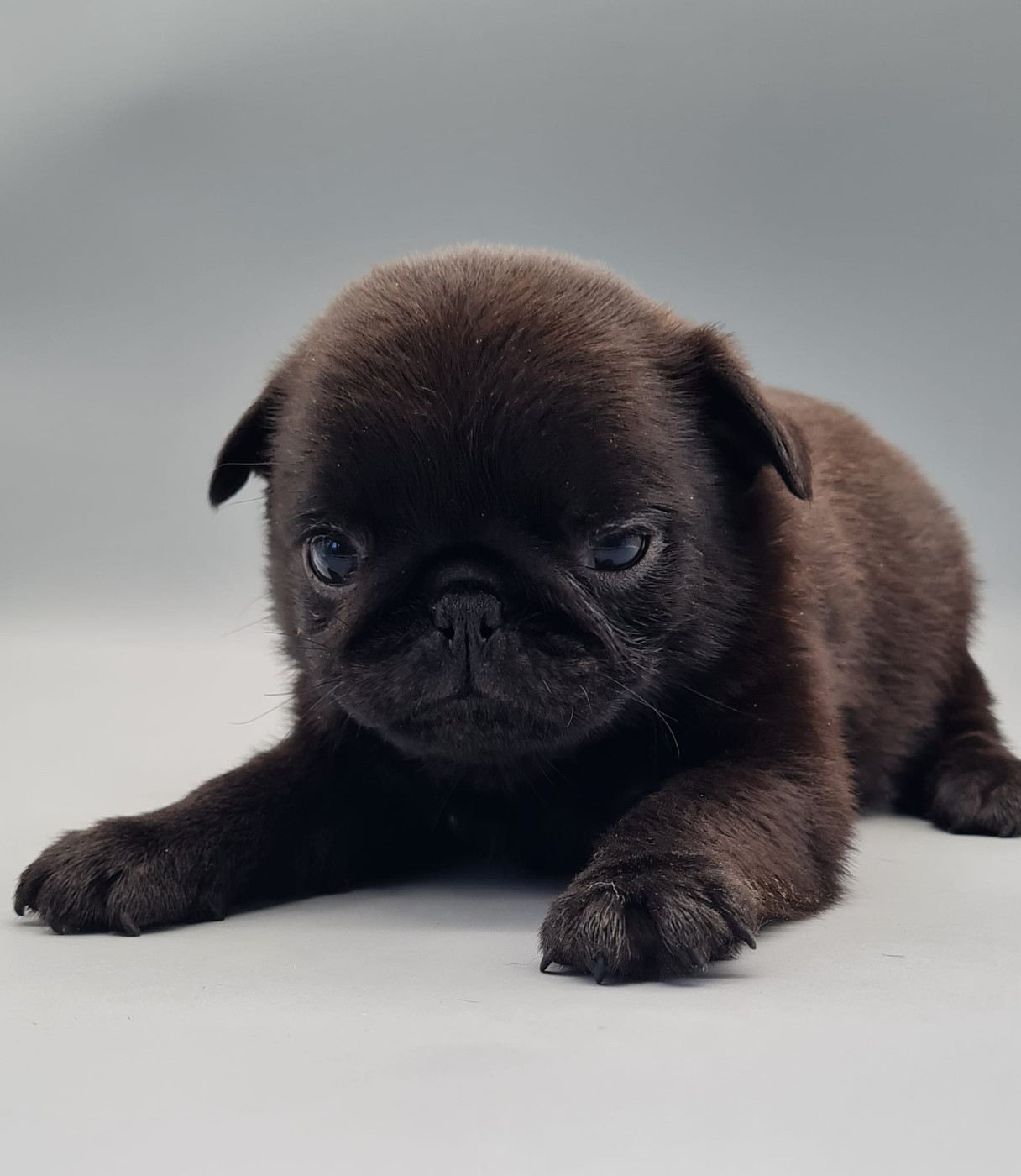 du mont de la chenaie - Chiots disponibles - Carlin