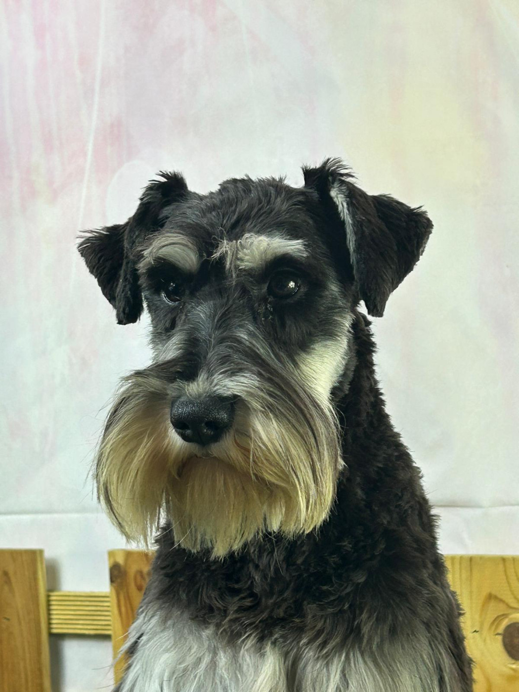 du mont de la chenaie - Chiots disponibles - Schnauzer miniature
