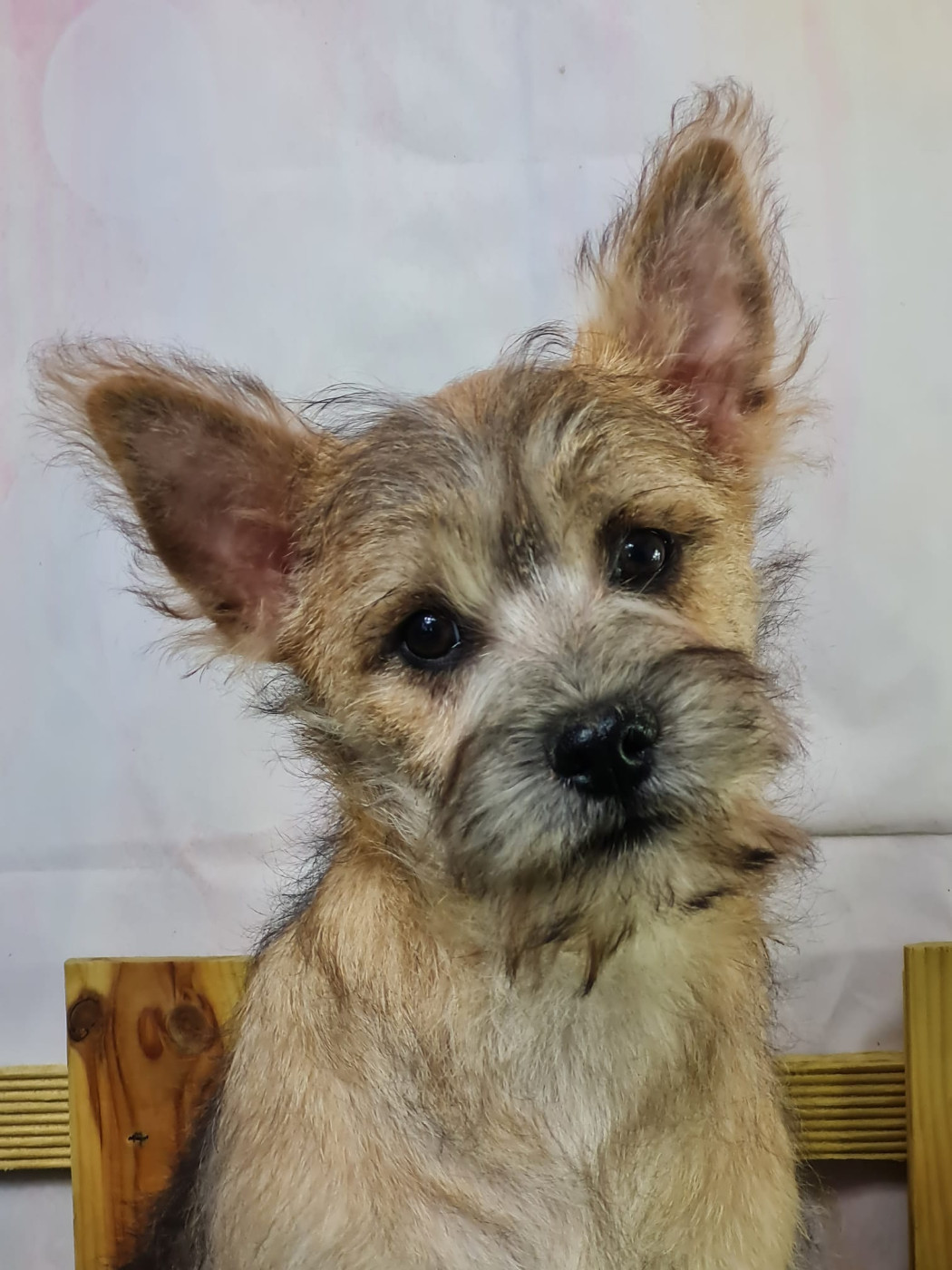 du mont de la chenaie - Chiots disponibles - Cairn Terrier