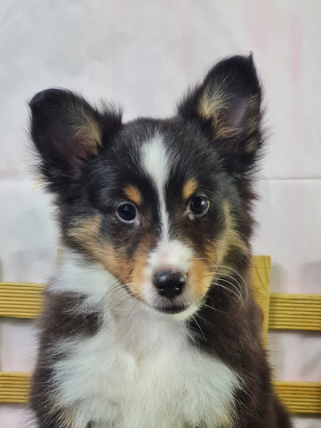 du mont de la chenaie - Chiots disponibles - Shetland Sheepdog