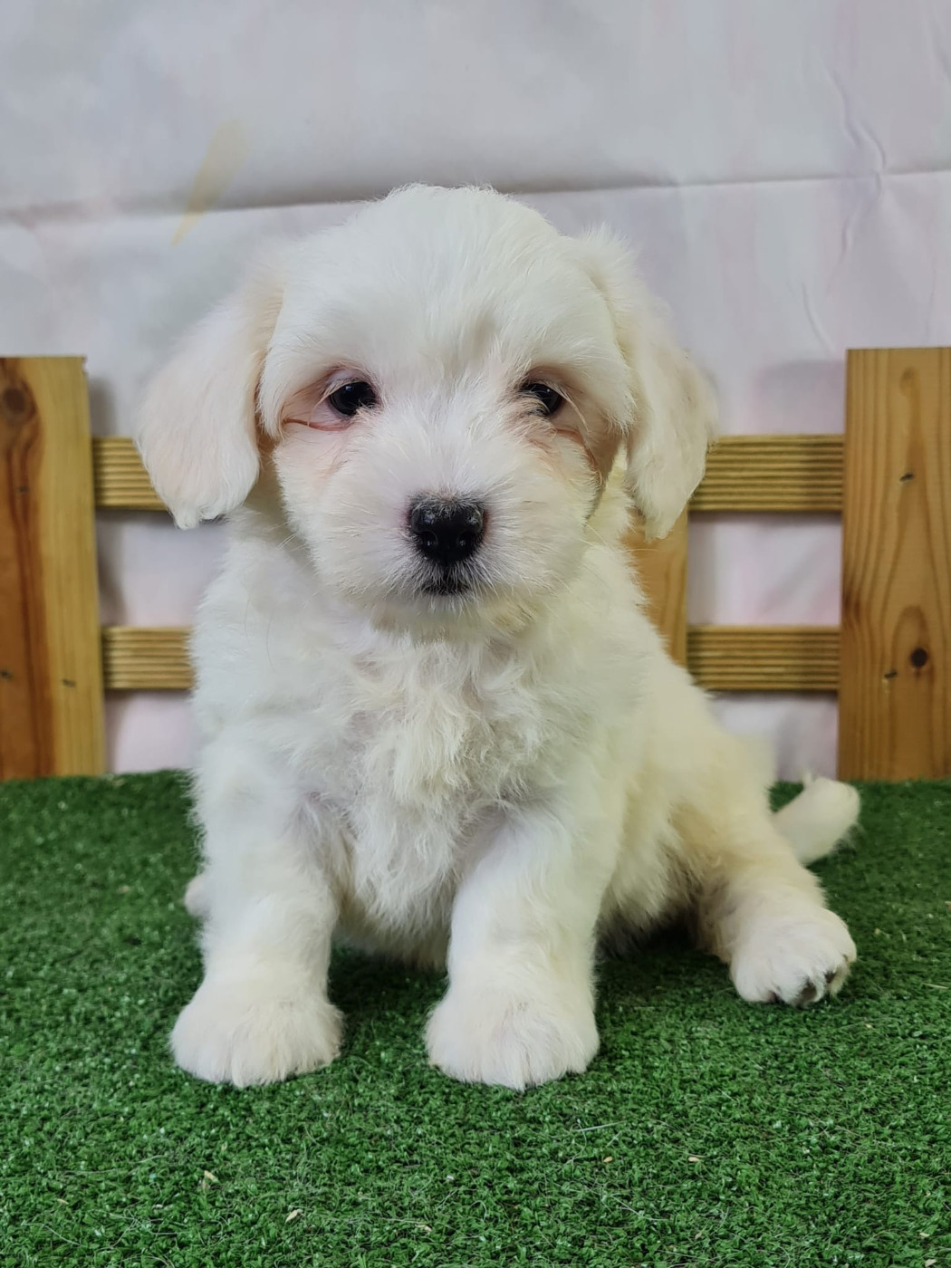du mont de la chenaie - Chiots disponibles - Coton de Tulear