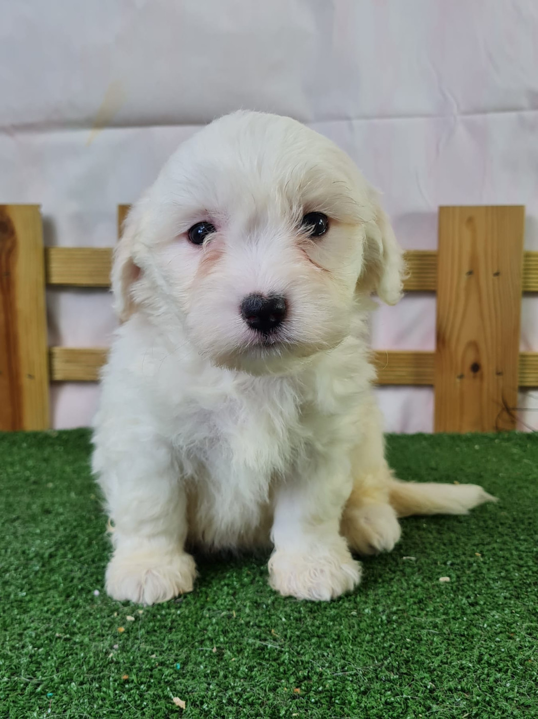 du mont de la chenaie - Chiots disponibles - Coton de Tulear