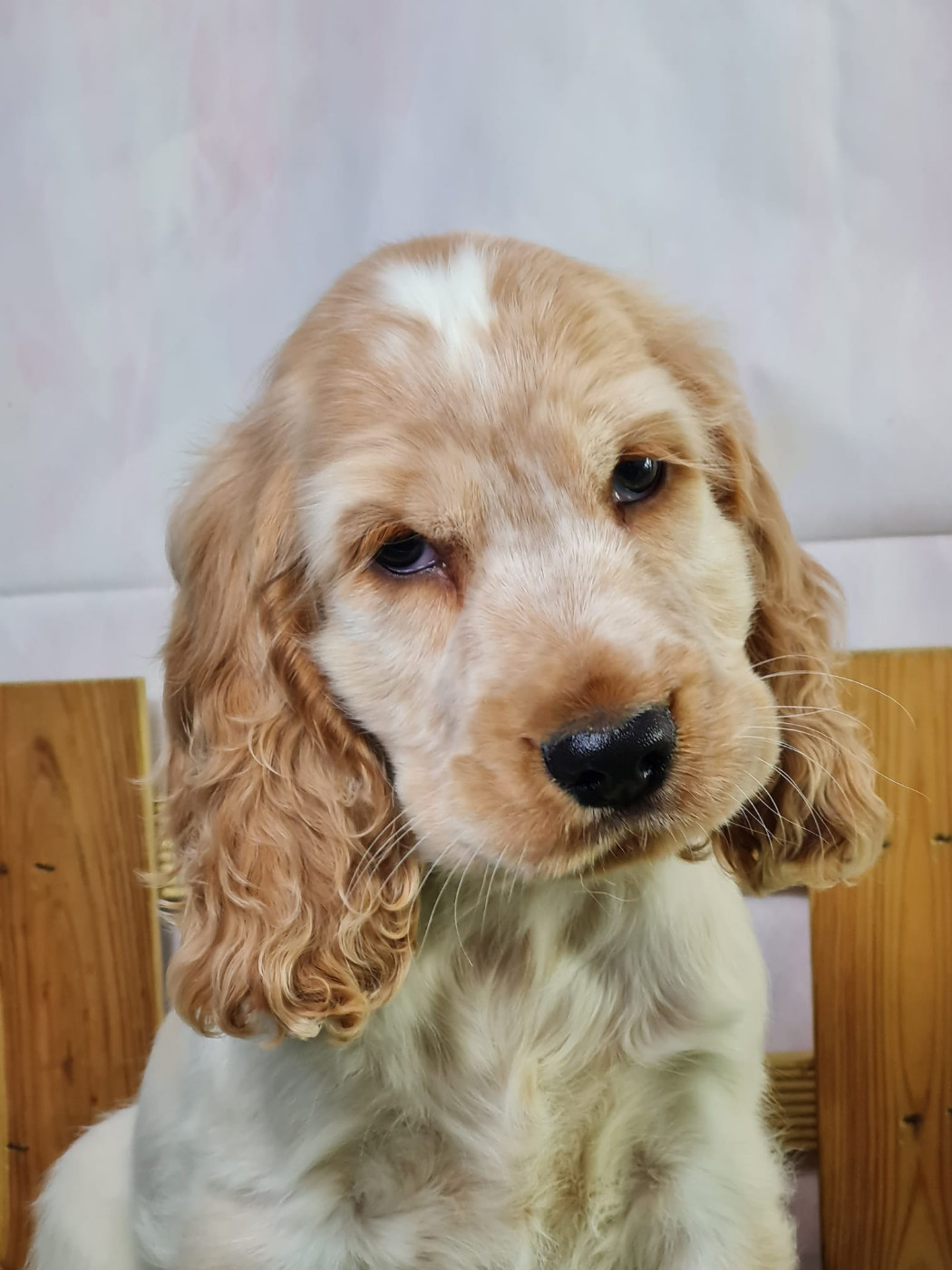 du mont de la chenaie - Chiots disponibles - Cocker Spaniel Anglais