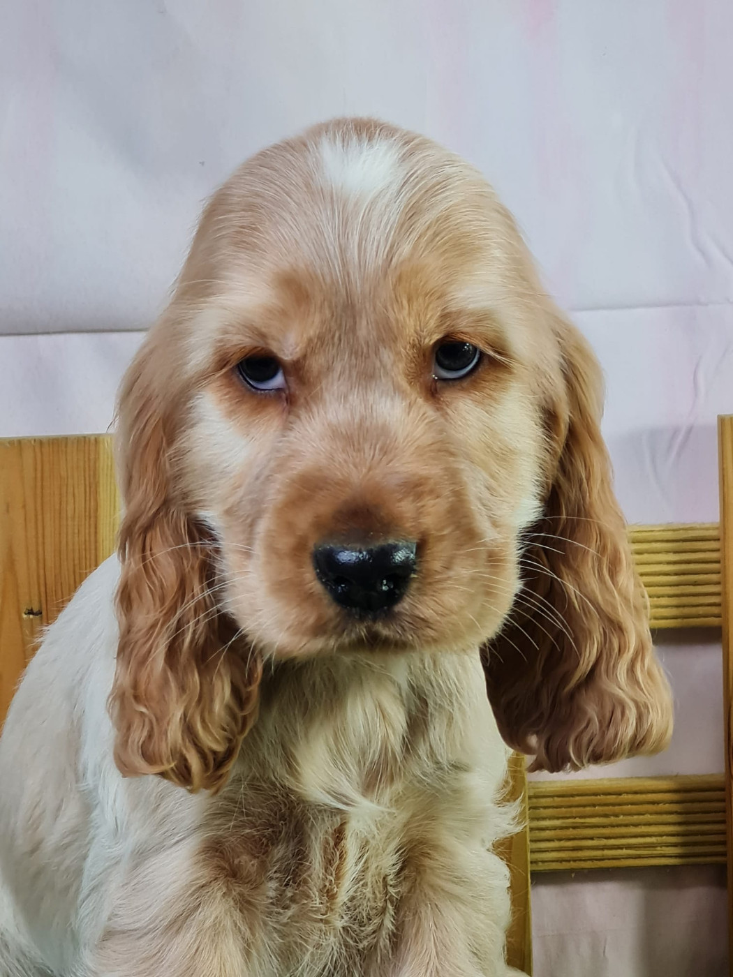 du mont de la chenaie - Chiots disponibles - Cocker Spaniel Anglais