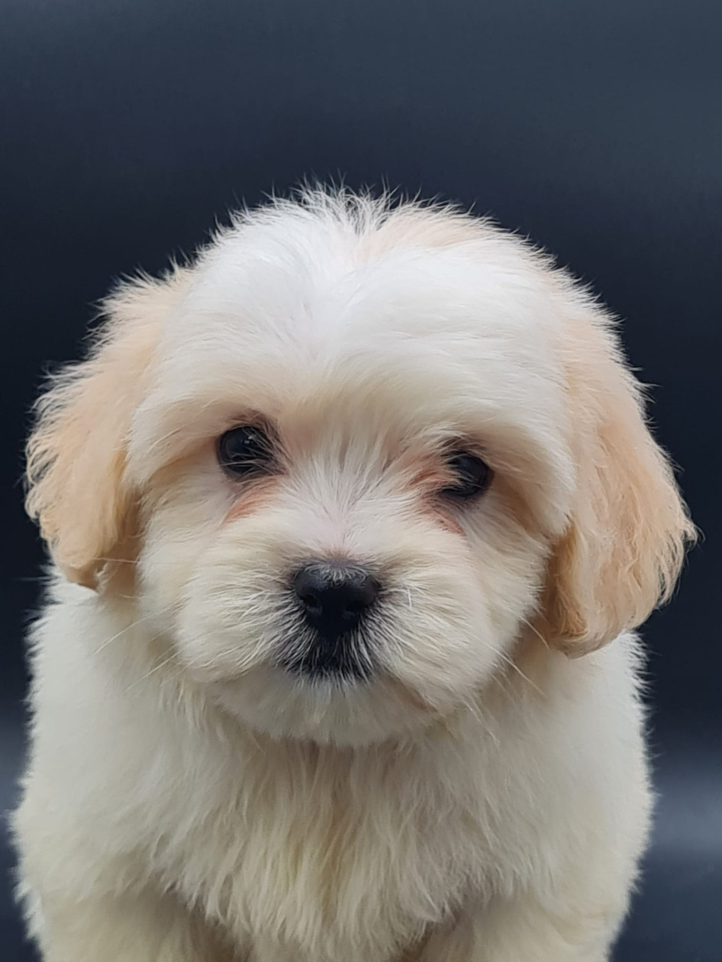 du mont de la chenaie - Chiots disponibles - Coton de Tulear