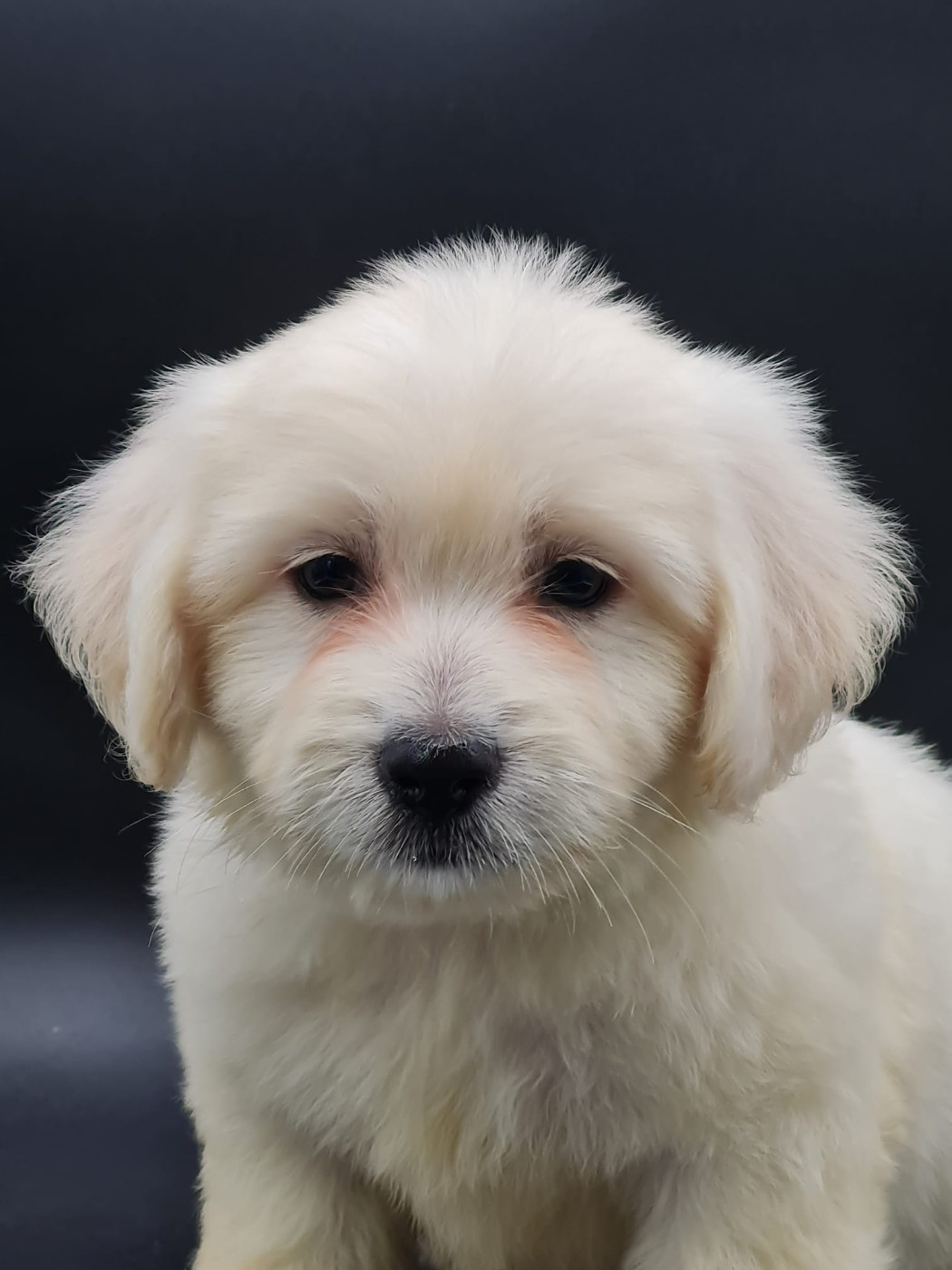 du mont de la chenaie - Chiots disponibles - Coton de Tulear