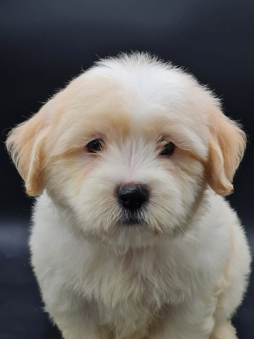 du mont de la chenaie - Chiots disponibles - Coton de Tulear