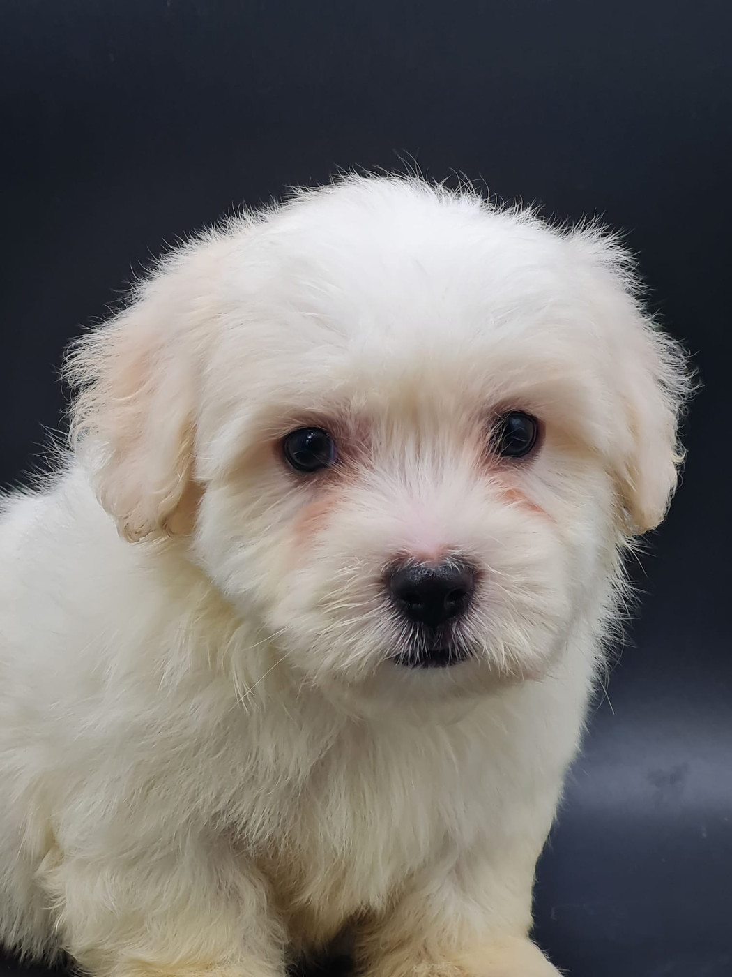 du mont de la chenaie - Chiots disponibles - Coton de Tulear
