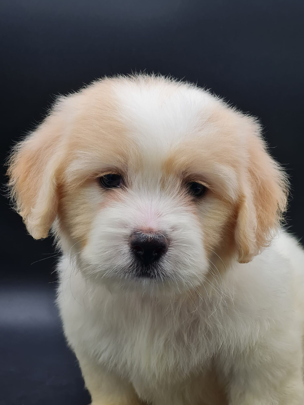 du mont de la chenaie - Chiots disponibles - Coton de Tulear