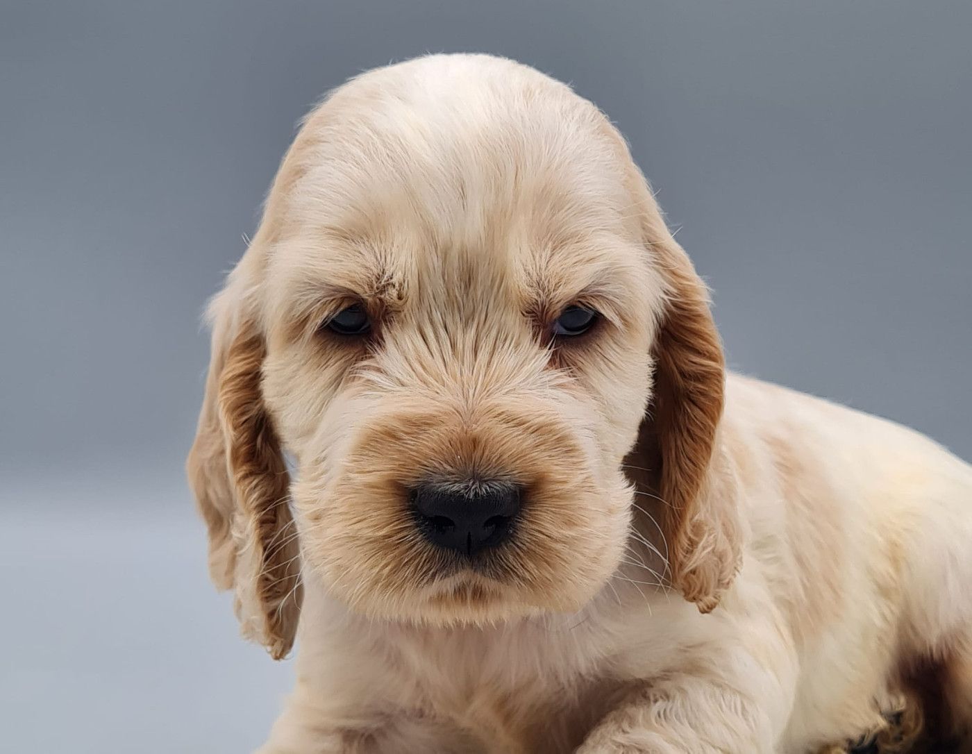 du mont de la chenaie - Chiots disponibles - Cocker Spaniel Anglais