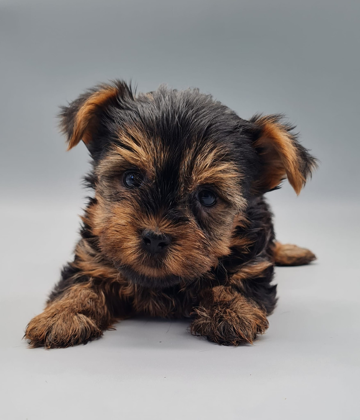 du mont de la chenaie - Yorkshire Terrier - Portée née le 02/09/2025