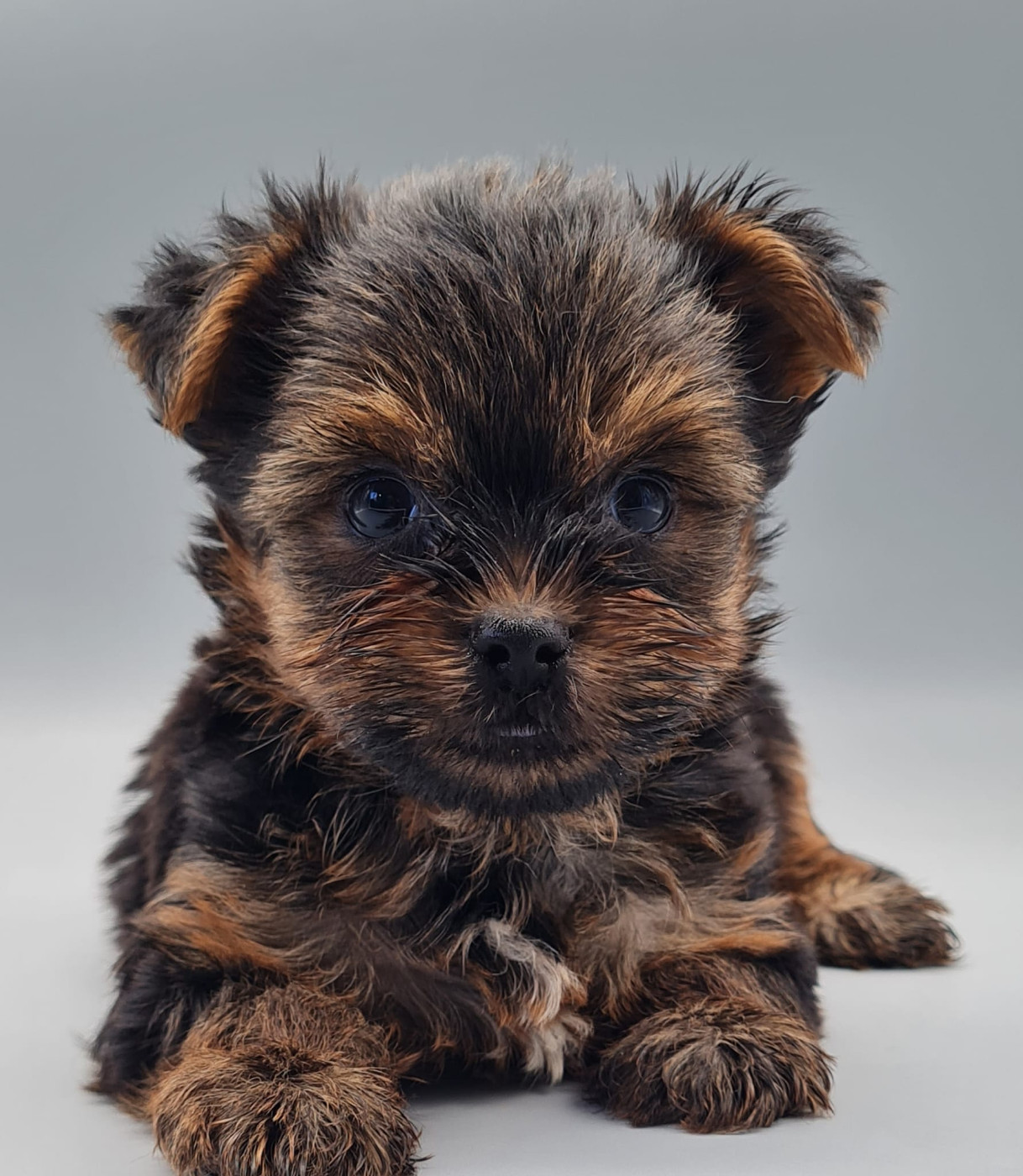 du mont de la chenaie - Chiots disponibles - Yorkshire Terrier