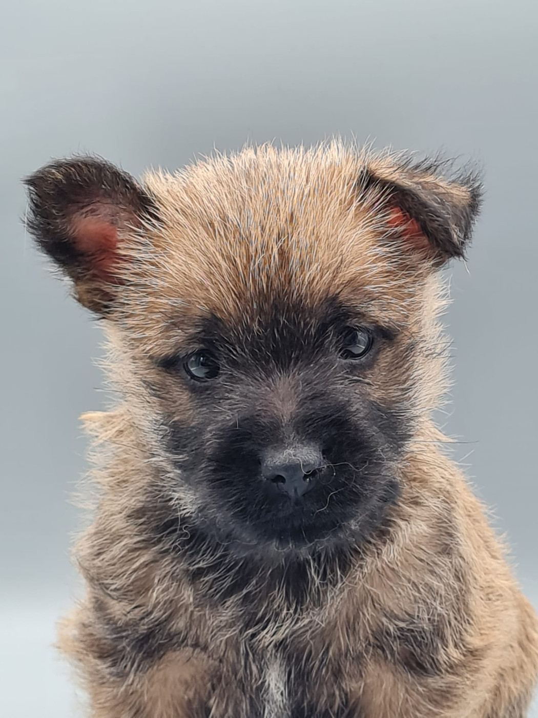 du mont de la chenaie - Chiots disponibles - Cairn Terrier