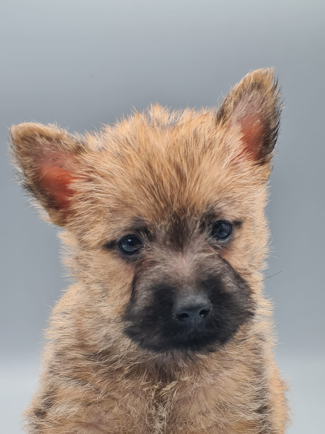 du mont de la chenaie - Chiots disponibles - Cairn Terrier