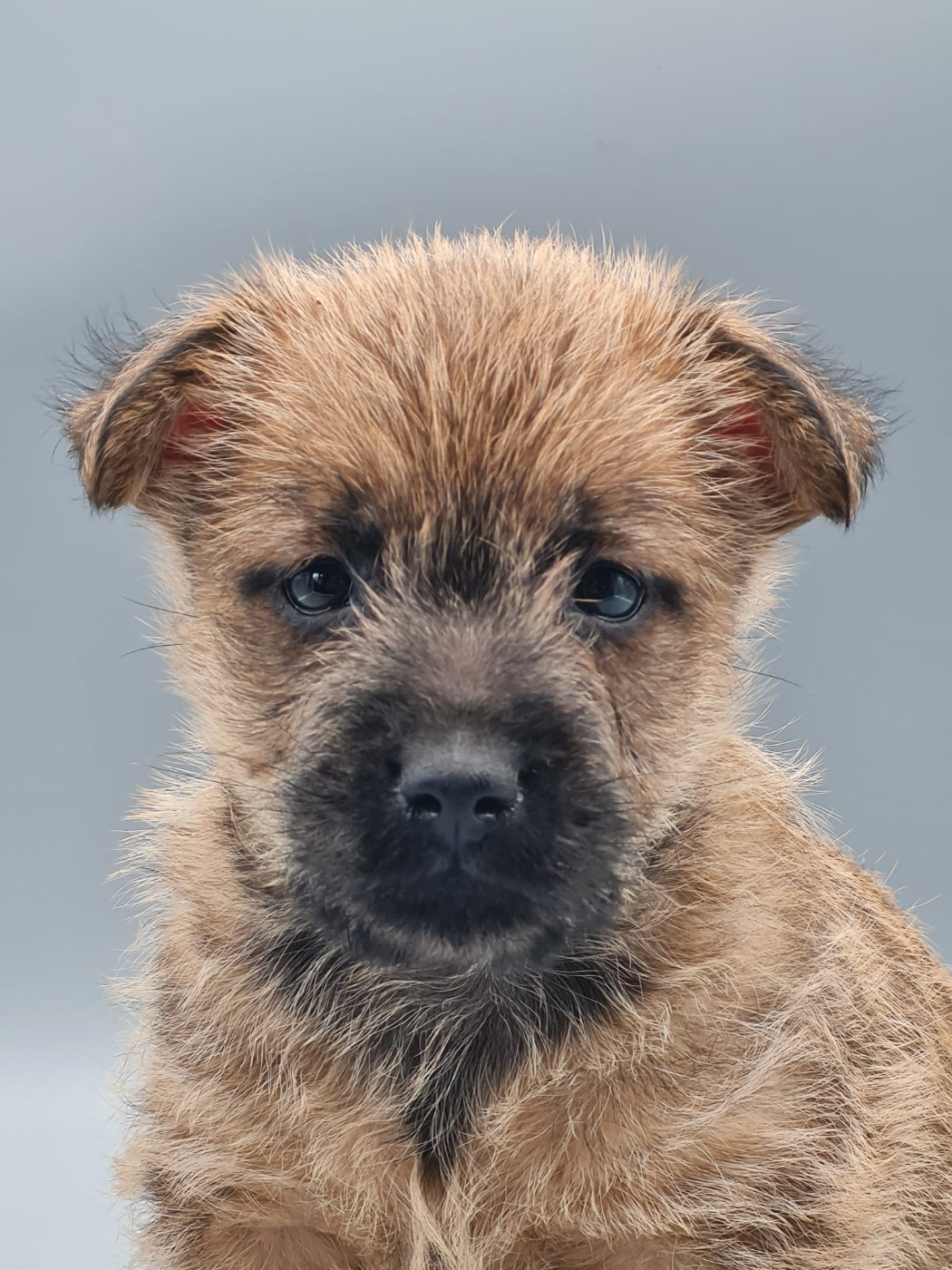du mont de la chenaie - Chiots disponibles - Cairn Terrier