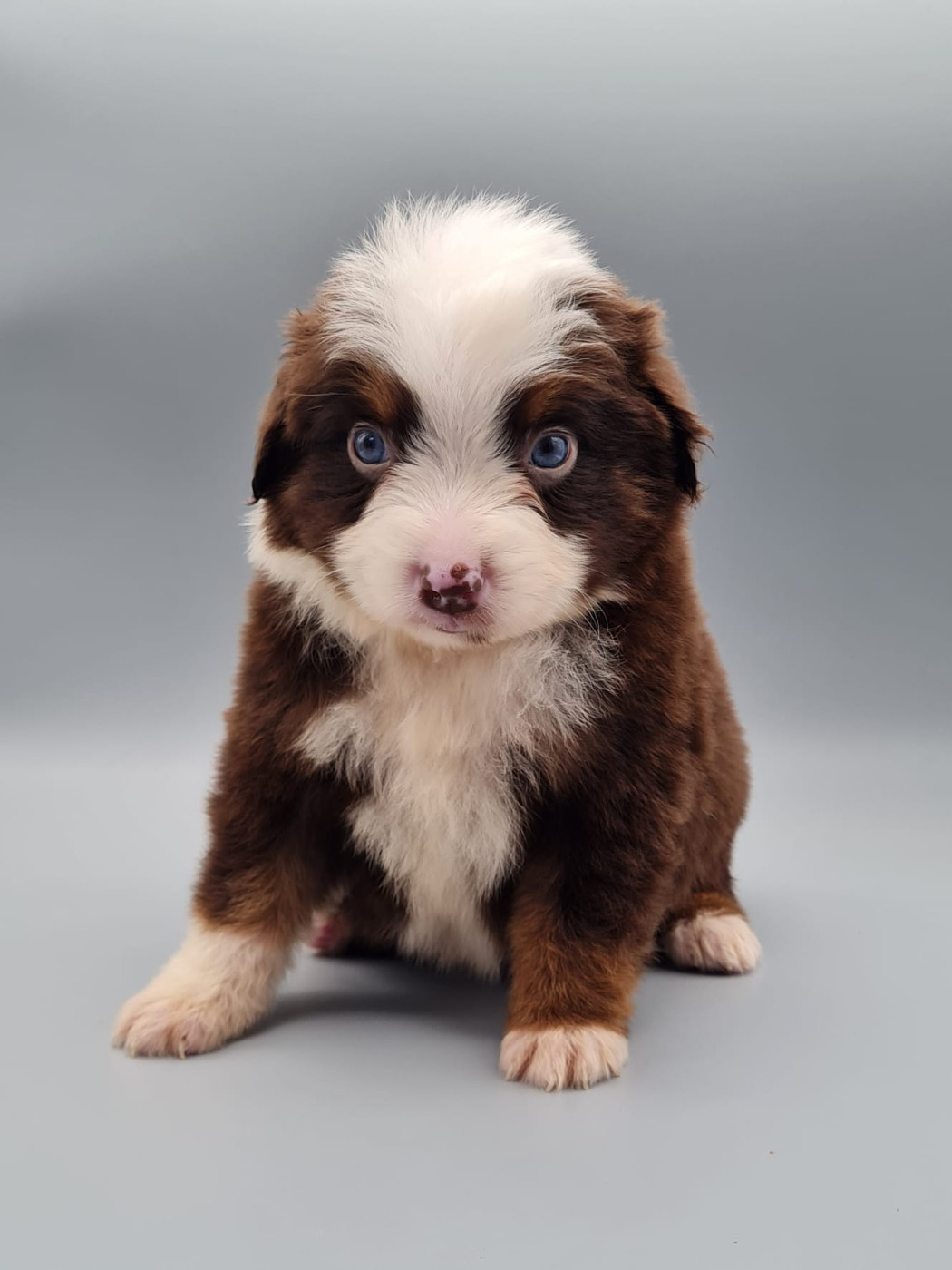 du mont de la chenaie - Chiots disponibles - Berger Américain Miniature 