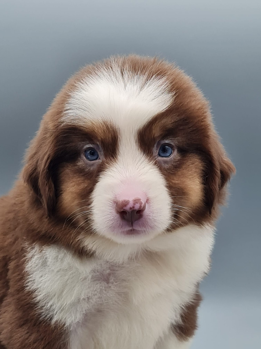 du mont de la chenaie - Chiots disponibles - Berger Américain Miniature 