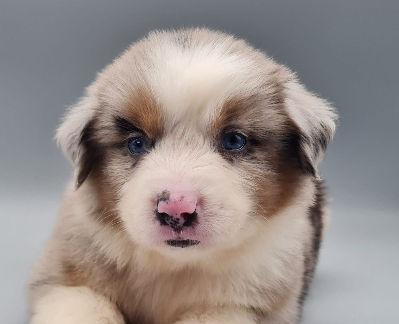 du mont de la chenaie - Chiots disponibles - Berger Américain Miniature 