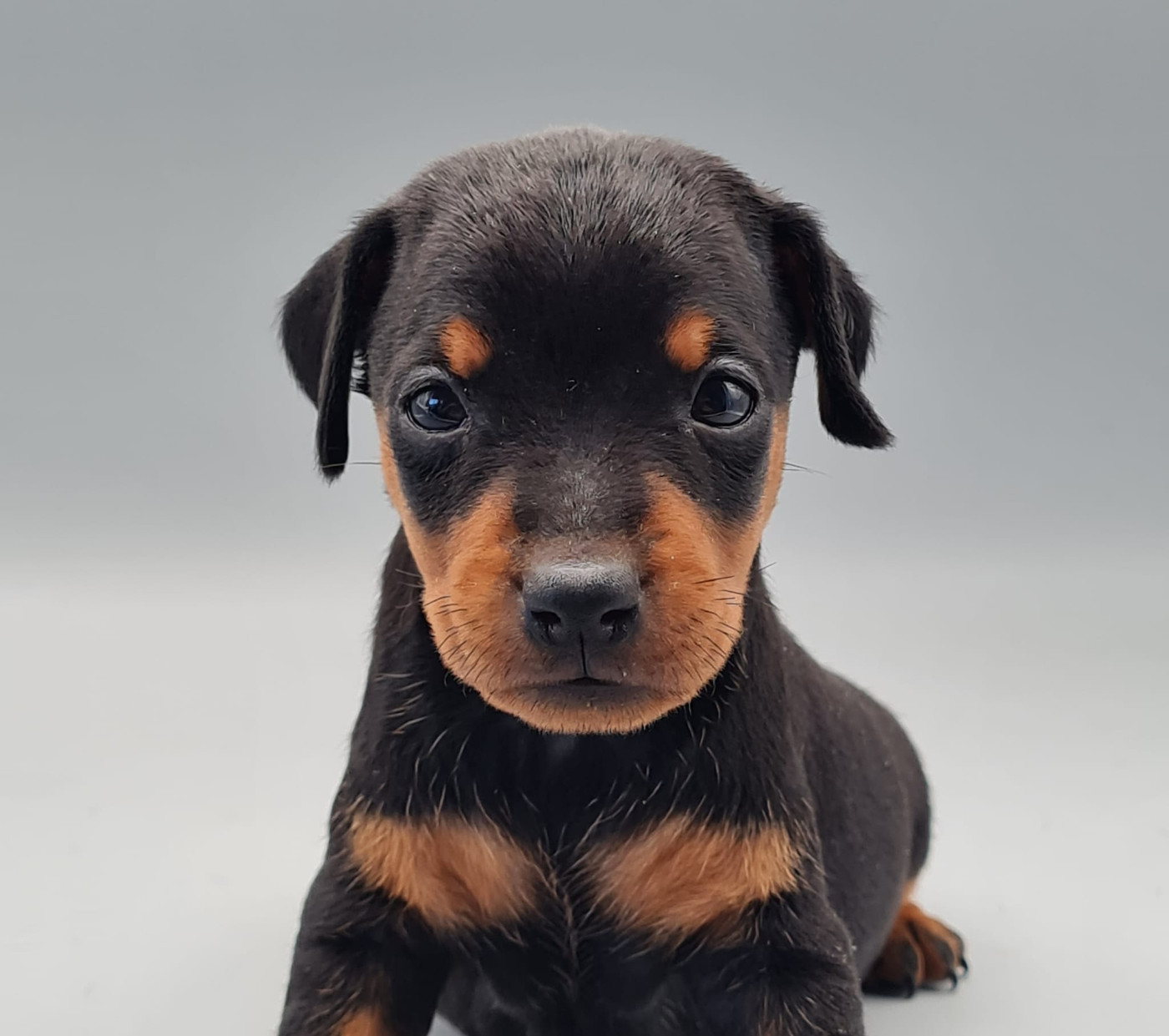 du mont de la chenaie - Chiots disponibles - Pinscher nain