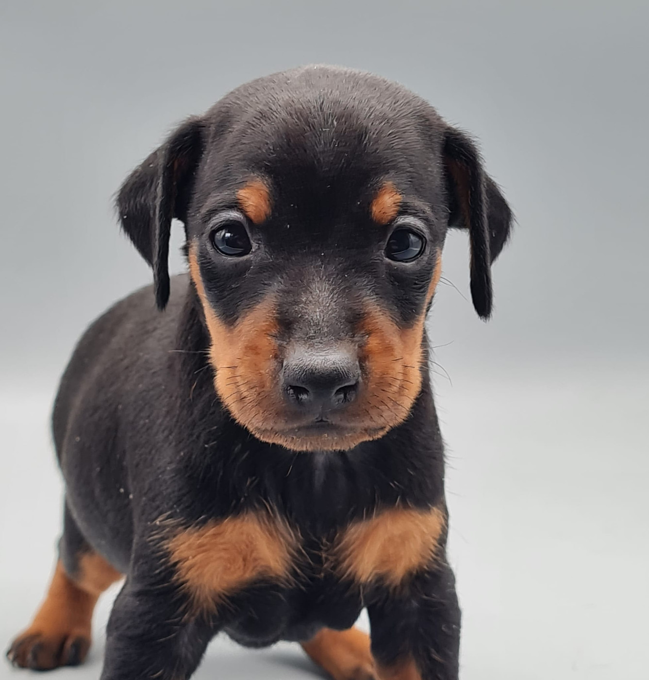 du mont de la chenaie - Chiots disponibles - Pinscher nain