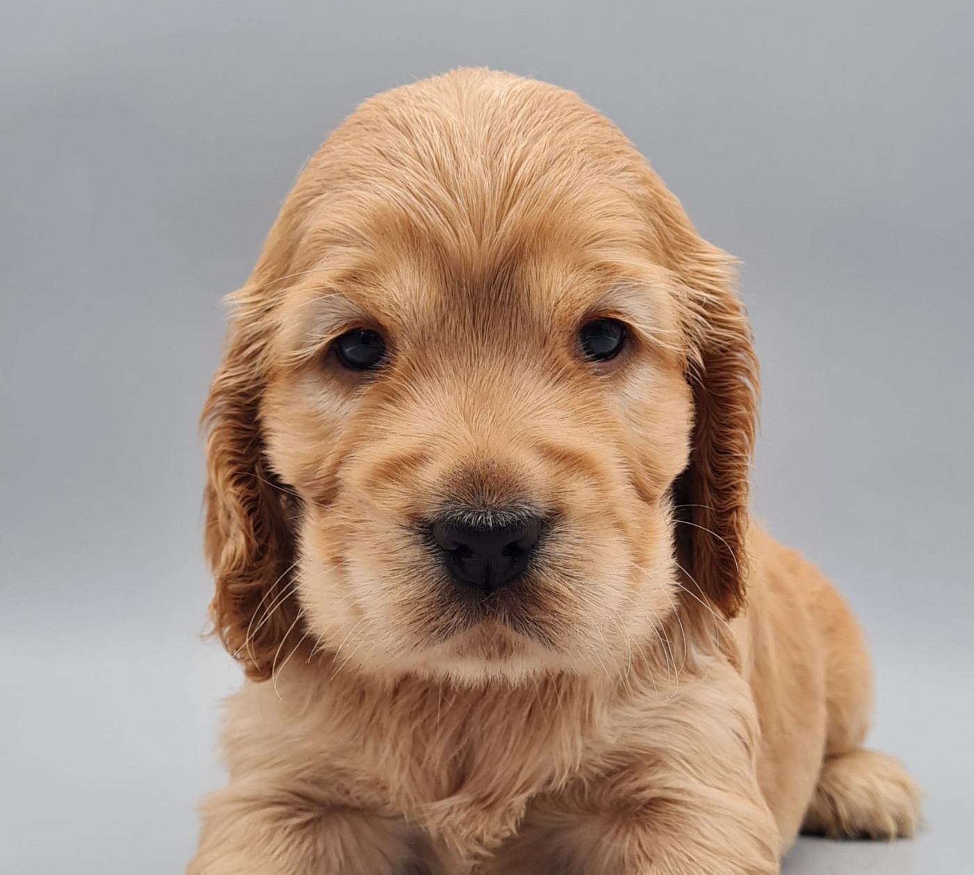 du mont de la chenaie - Cocker Spaniel Anglais - Portée née le 01/10/2025